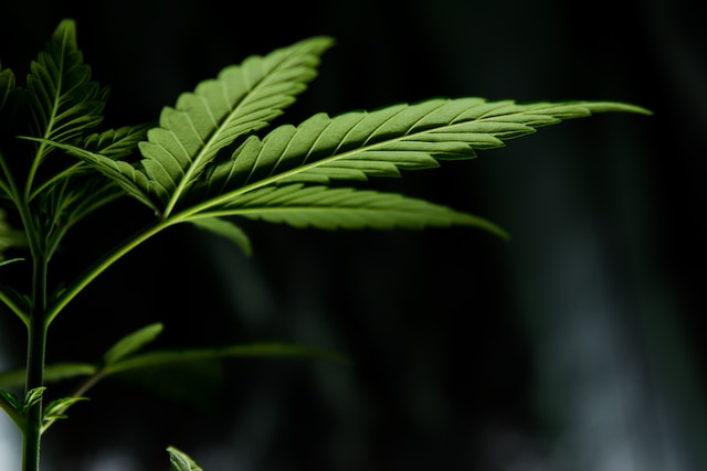 Informatie over de Gelato cannabis strain